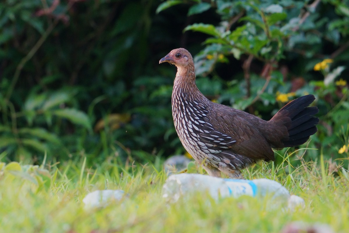 Gray Junglefowl - ML644203559