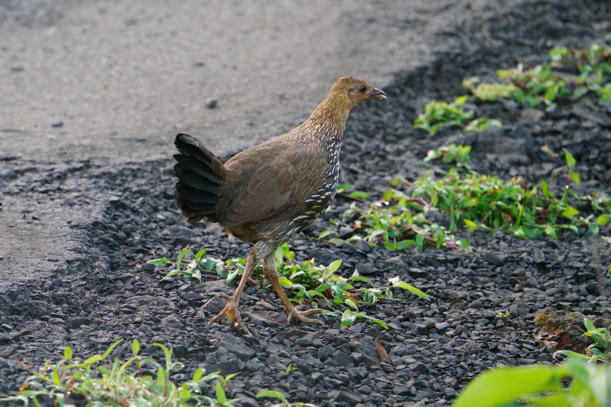 Gray Junglefowl - ML644203560