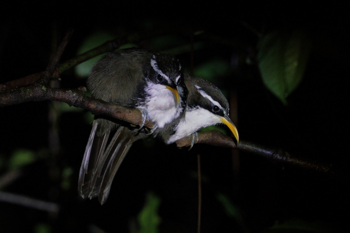 indiasigdtimal - ML644203562