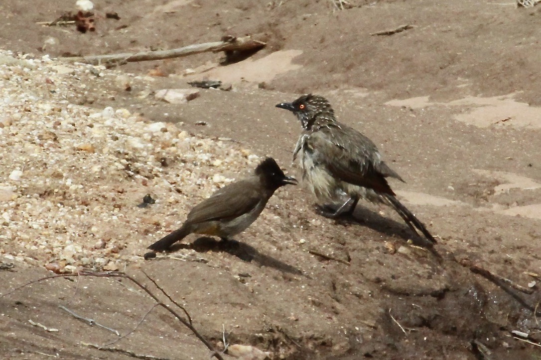 Arrow-marked Babbler - ML644203563