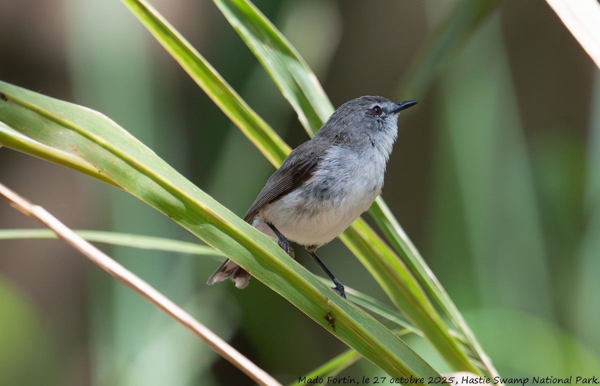 Brown Gerygone - ML644203574