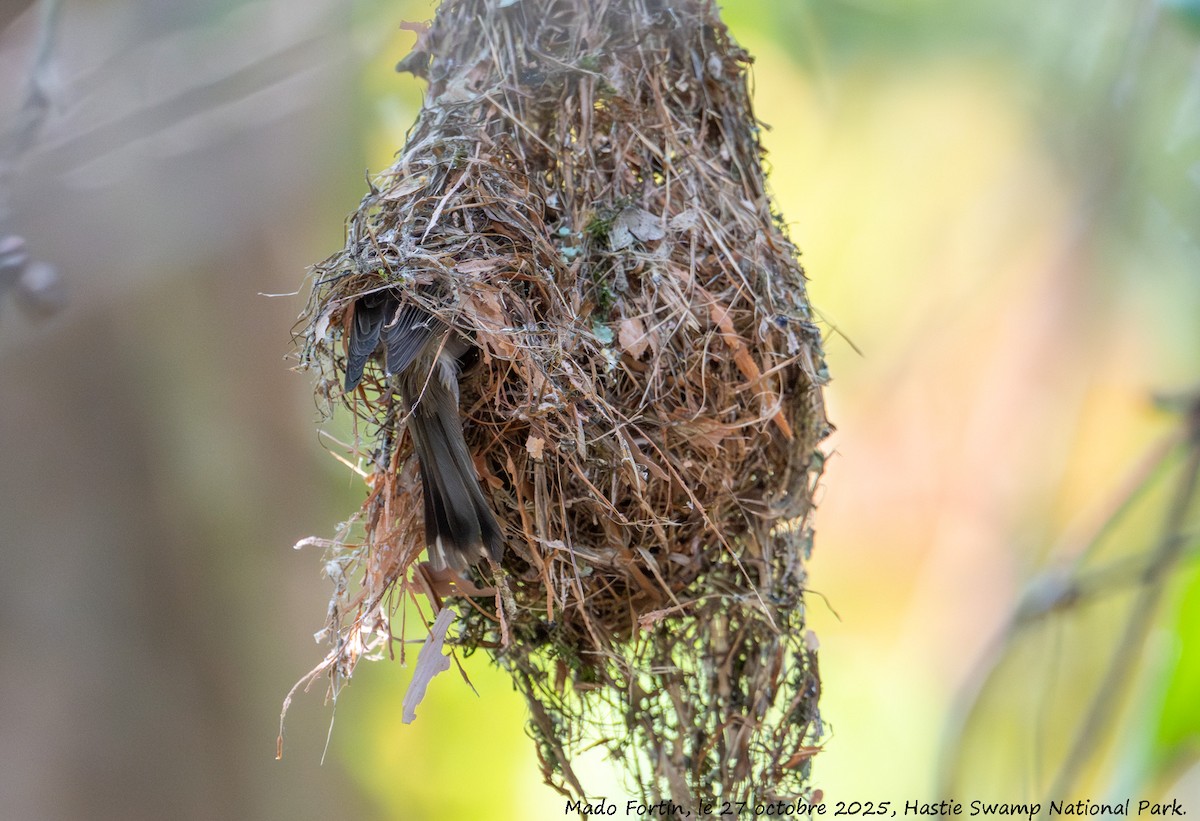 Brown Gerygone - ML644203575
