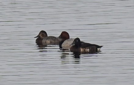 Baer's Pochard - ML644203576