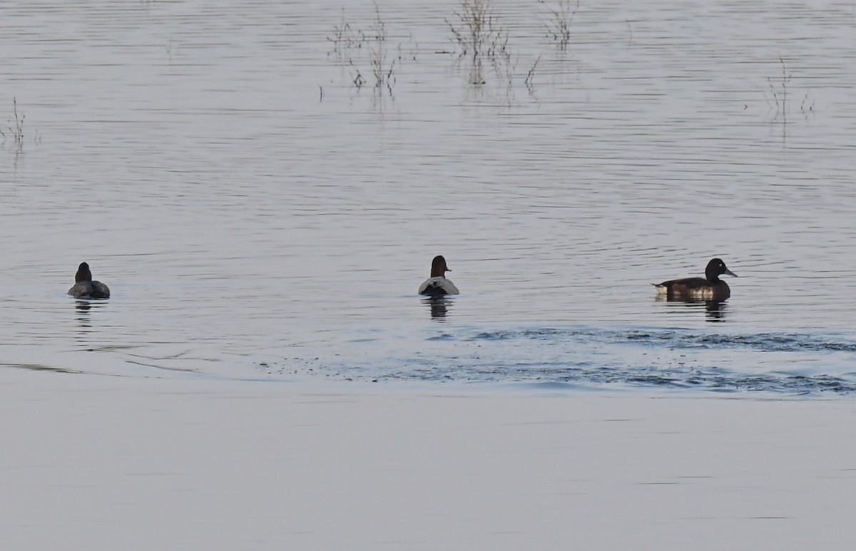 Baer's Pochard - ML644203585