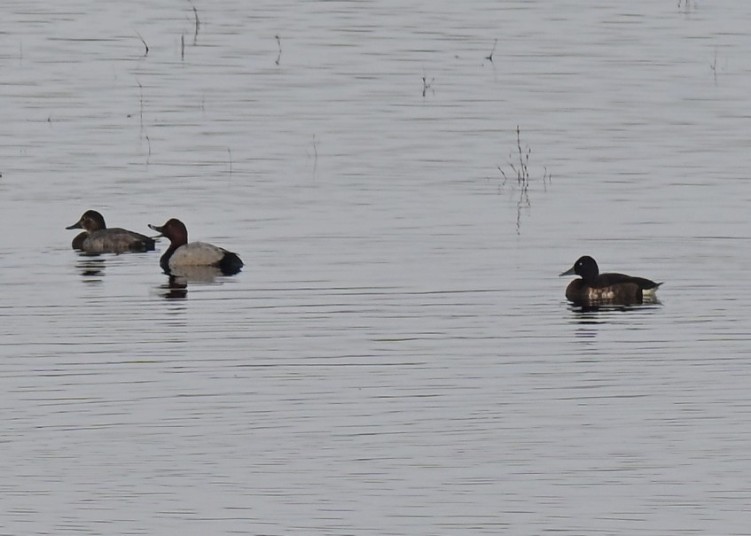 Baer's Pochard - ML644203588