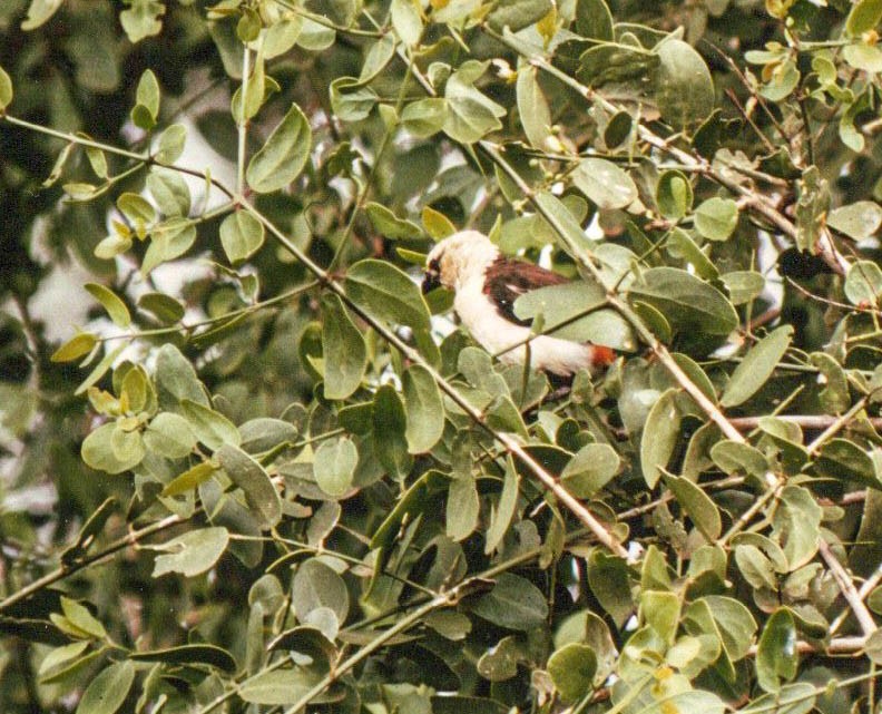 hvithodevever - ML644203608