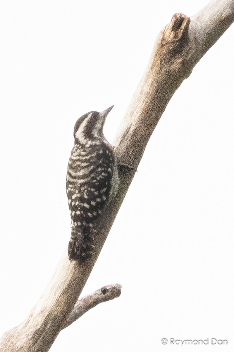 Sunda Pygmy Woodpecker - ML644203629