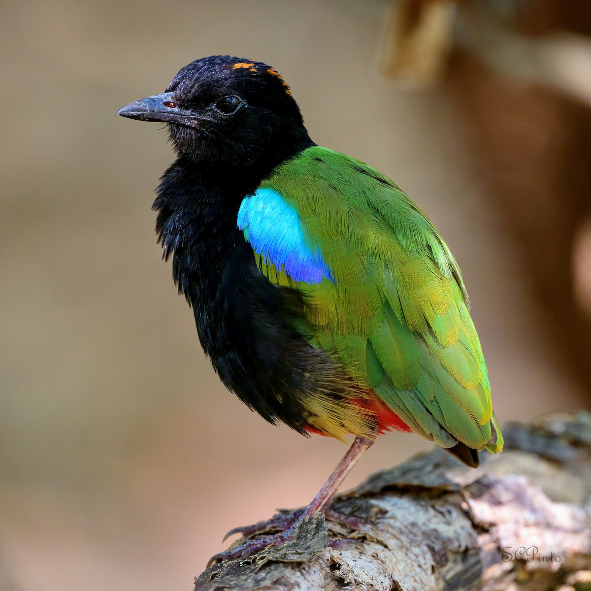 Rainbow Pitta - ML644203631