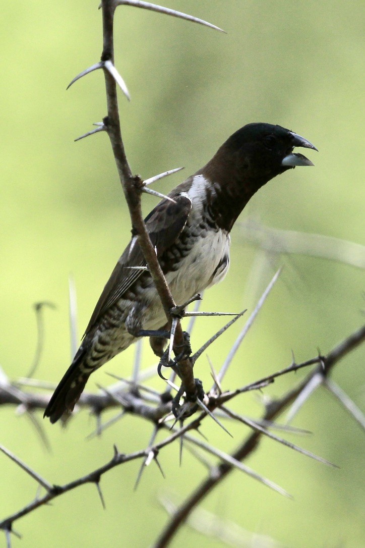 Bronze Mannikin - ML644203638