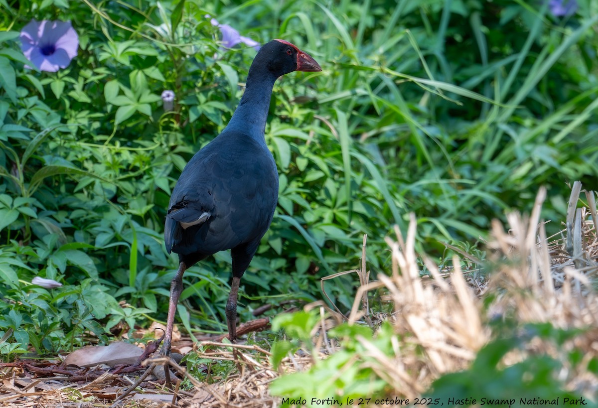 Australasian Swamphen - ML644203647