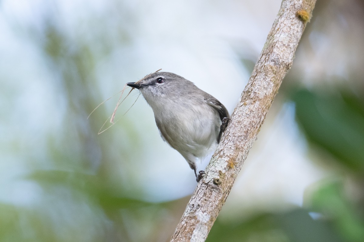 Brown Gerygone - ML644203652