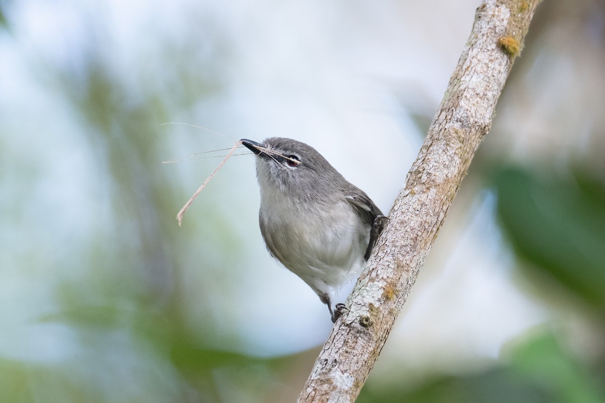 Brown Gerygone - ML644203653