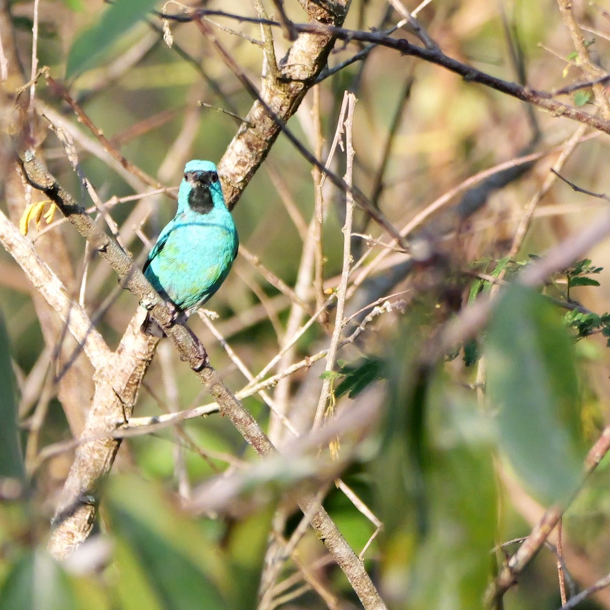 Blue Dacnis - ML644203679