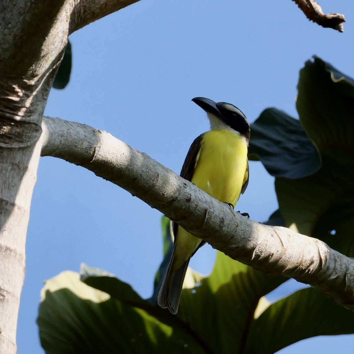 Boat-billed Flycatcher (South American) - ML644203683