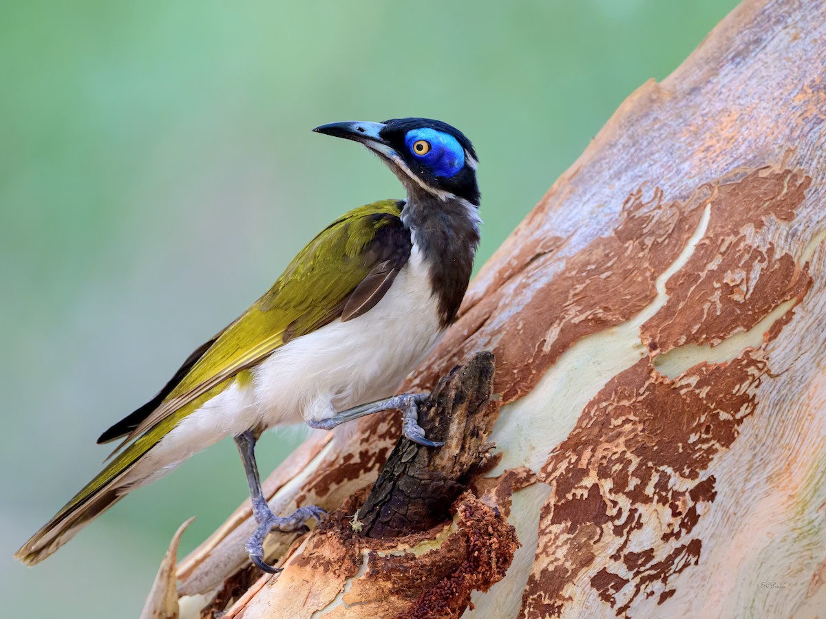 Blue-faced Honeyeater (White-quilled) - ML644203684