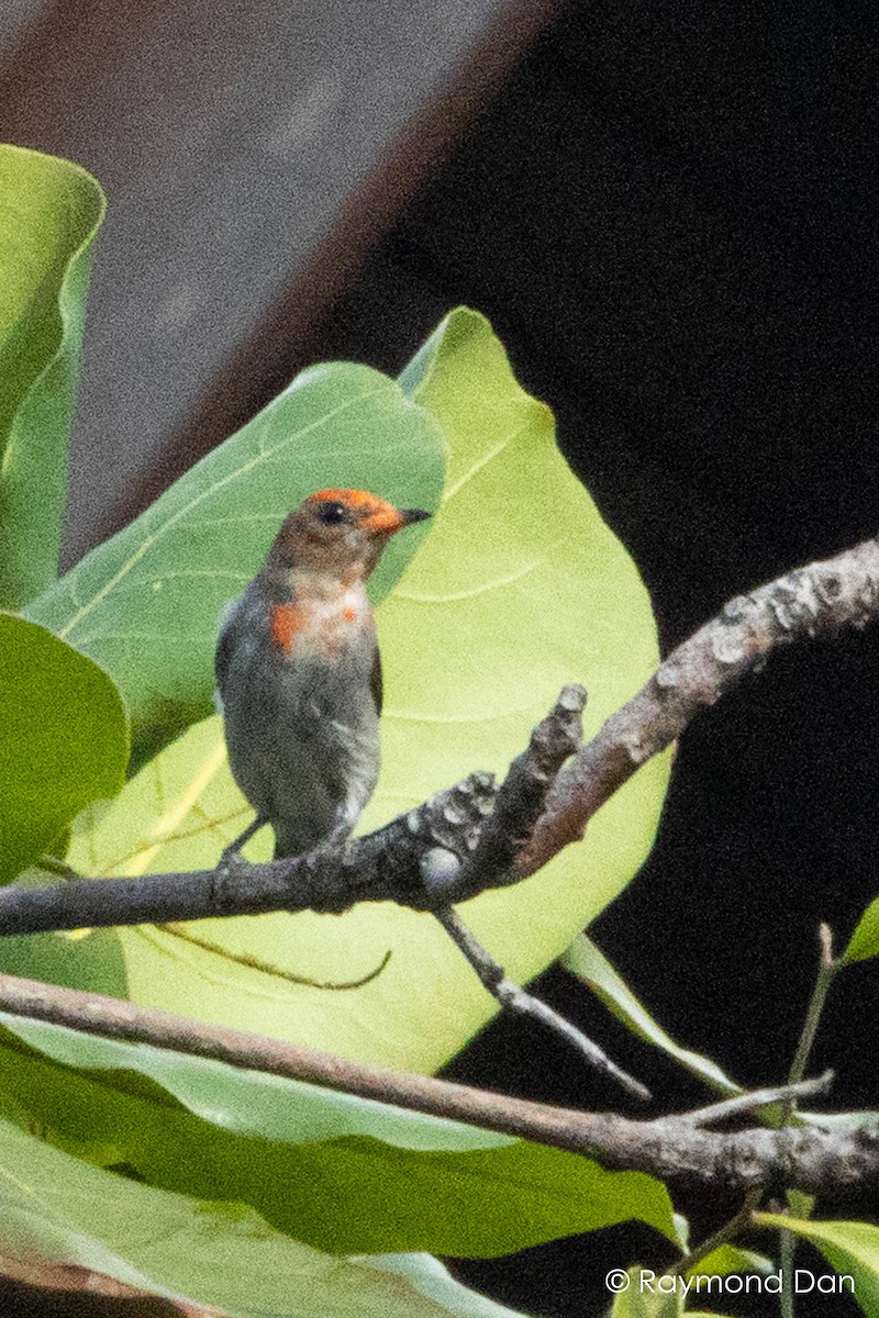 Scarlet-headed Flowerpecker - ML644203693