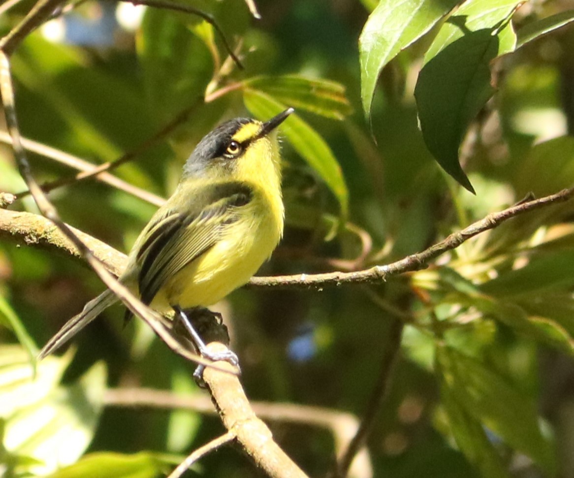 Gray-headed Tody-Flycatcher - ML644203698