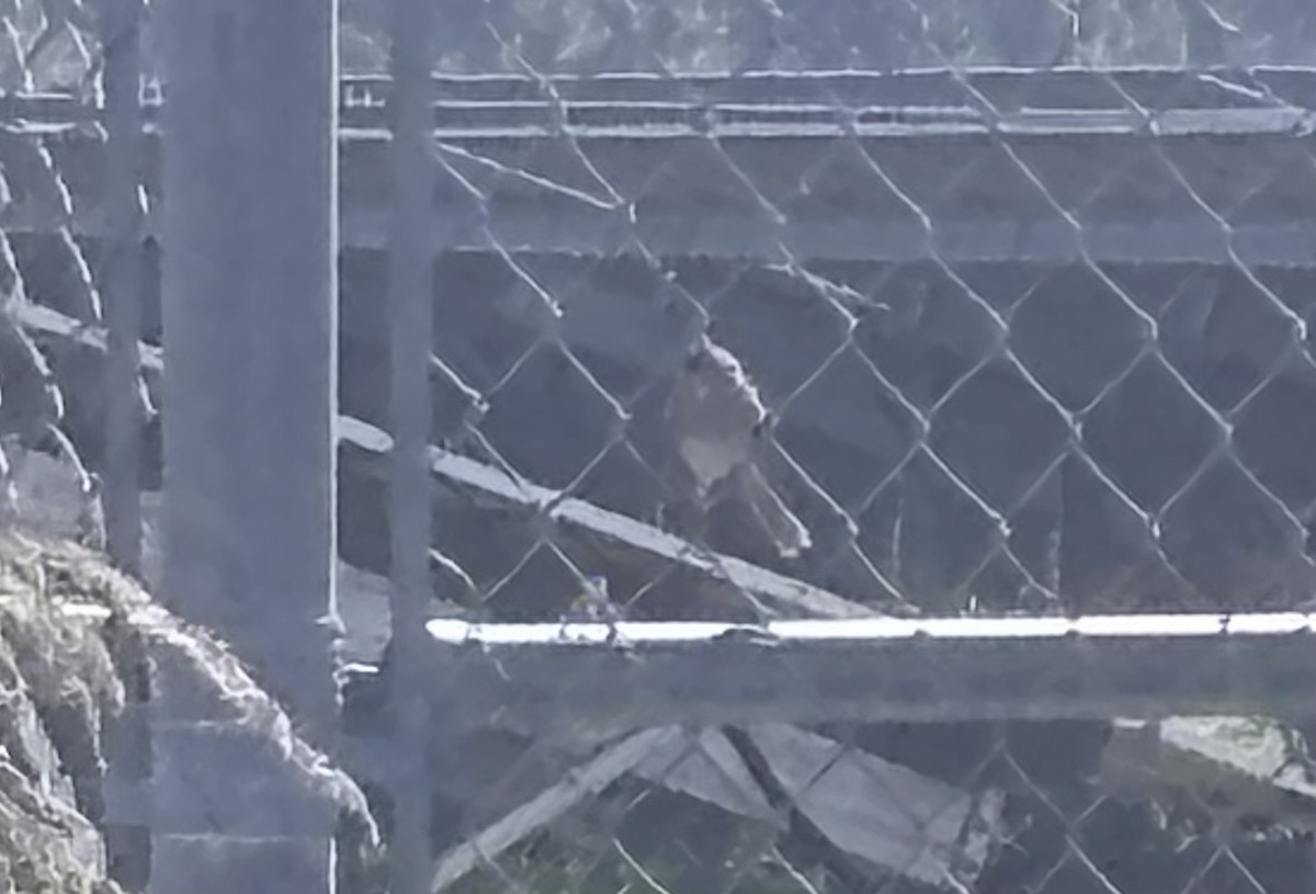 White-crowned Sparrow - ML644203714