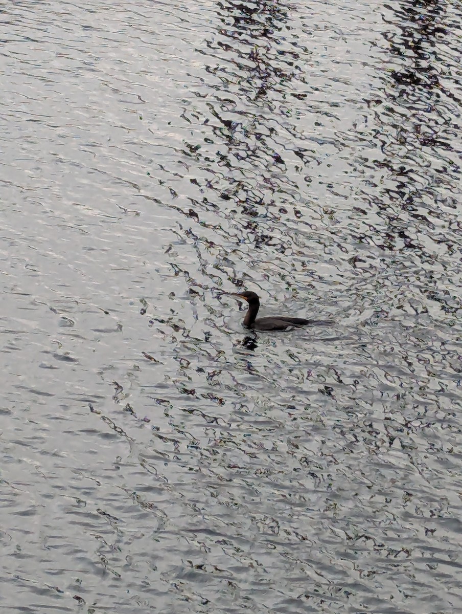 Double-crested Cormorant - ML644203716
