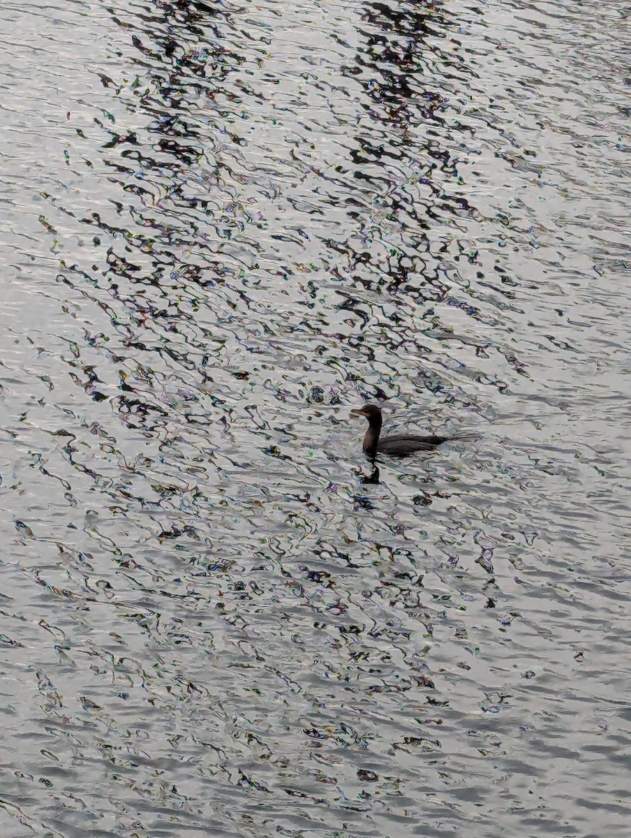 Double-crested Cormorant - ML644203717