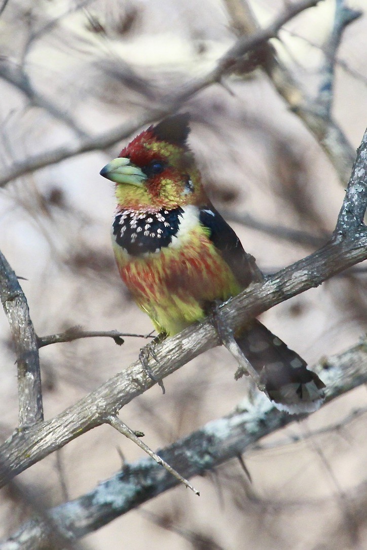 Crested Barbet - ML644203718