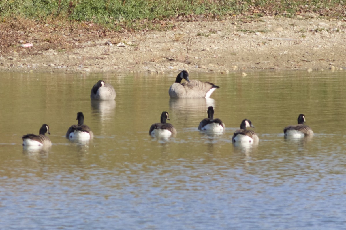 Харлаг галуу - ML644203723