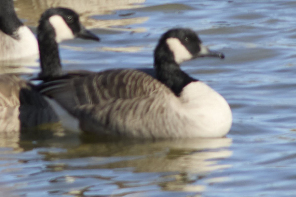 Харлаг галуу - ML644203724