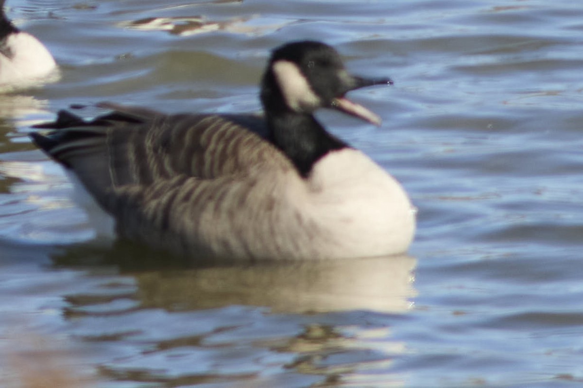 Харлаг галуу - ML644203725