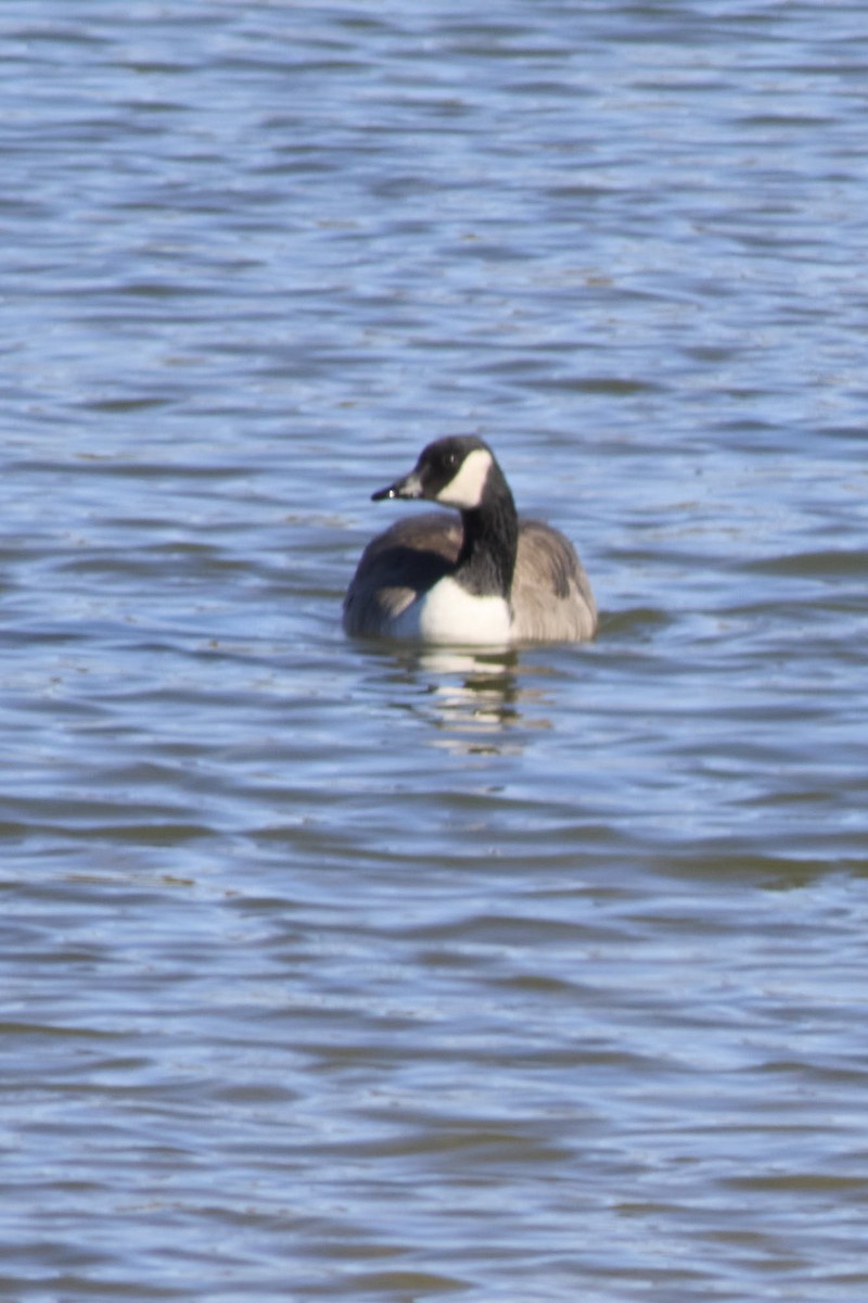 Харлаг галуу - ML644203726