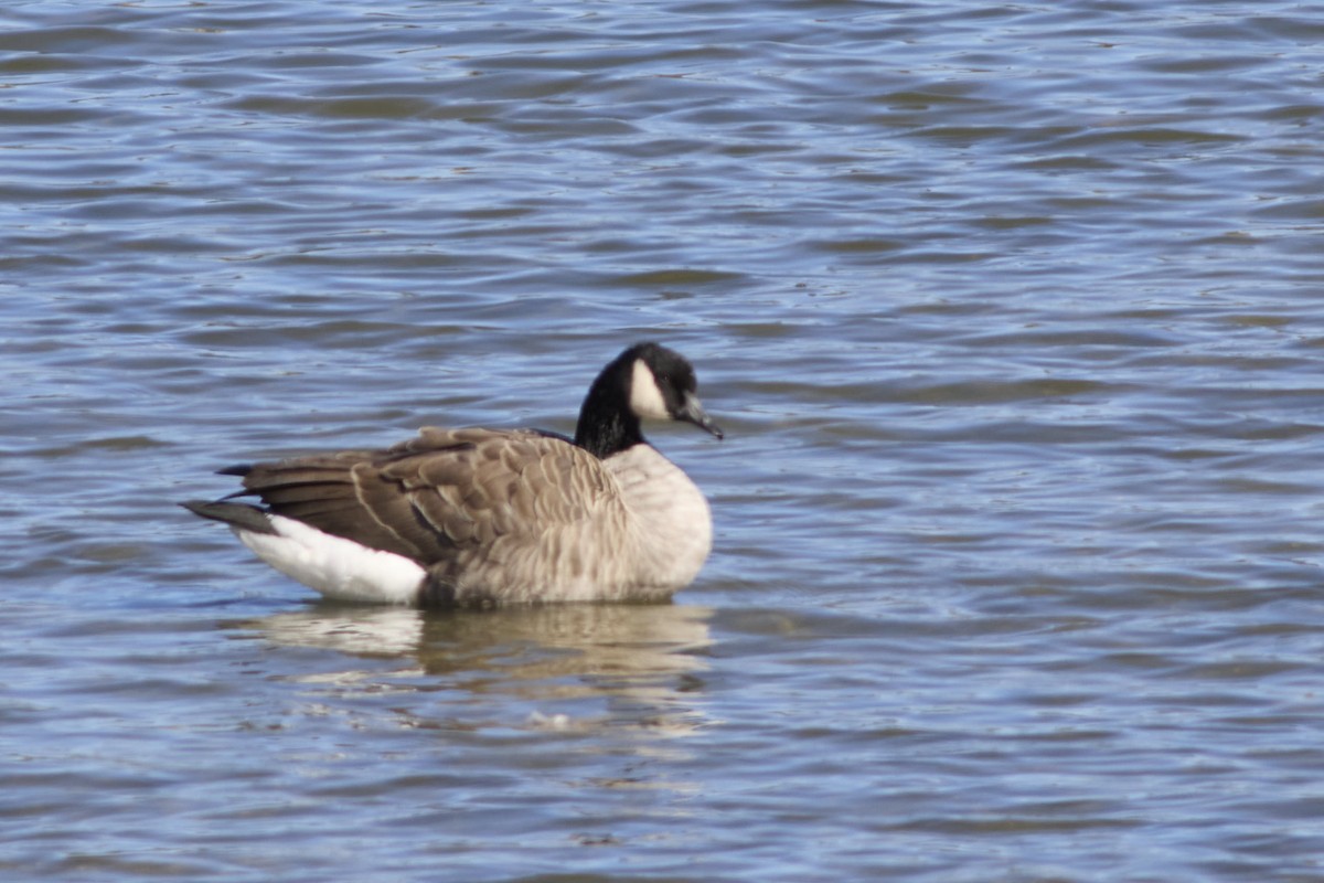 Харлаг галуу - ML644203727
