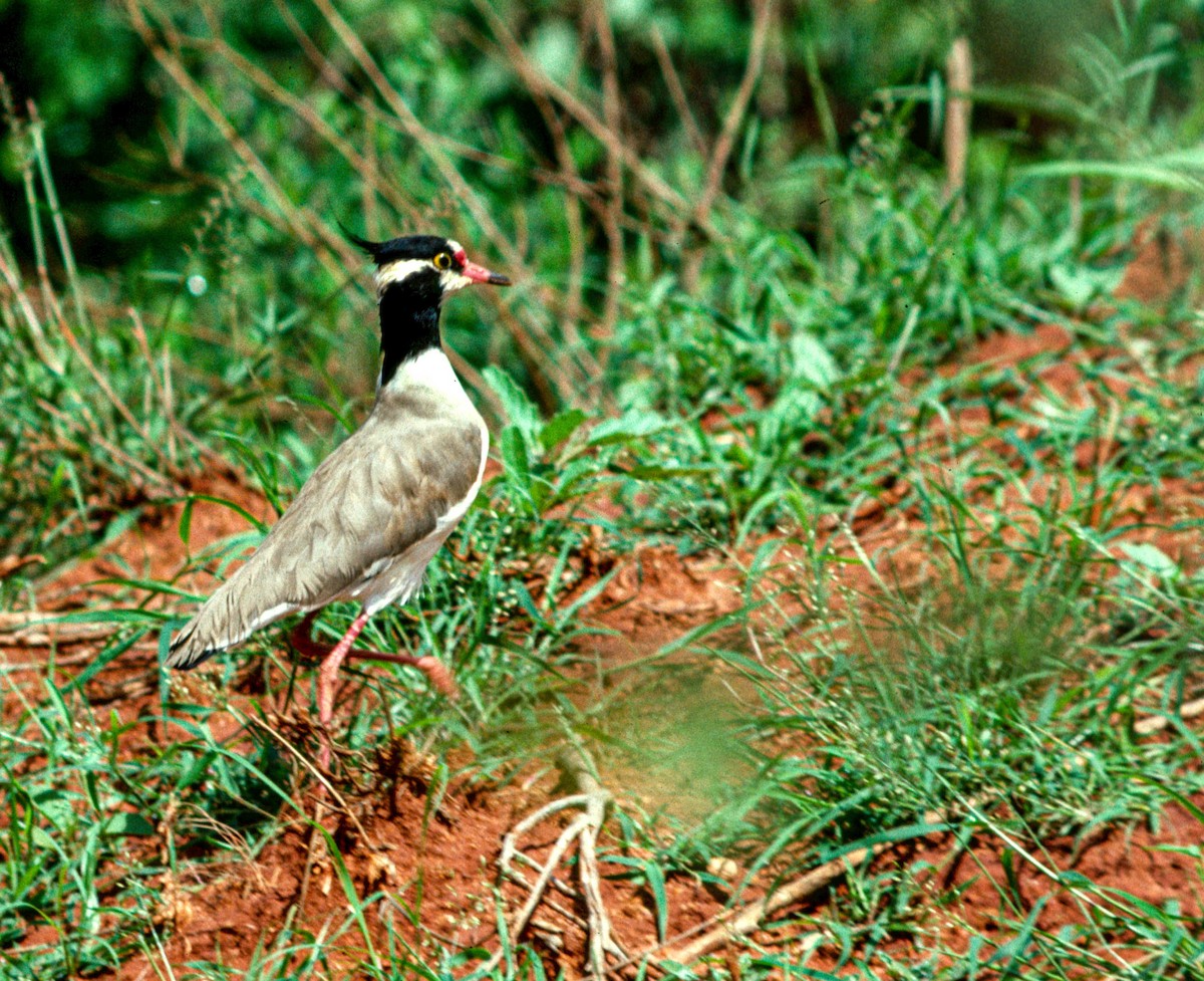 Black-headed Lapwing - ML644203740