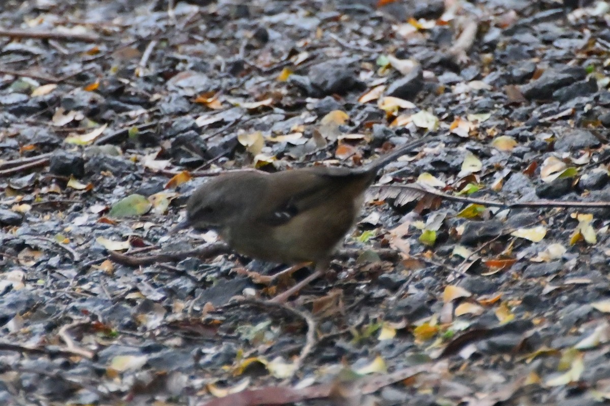 White-browed Scrubwren - ML644203747