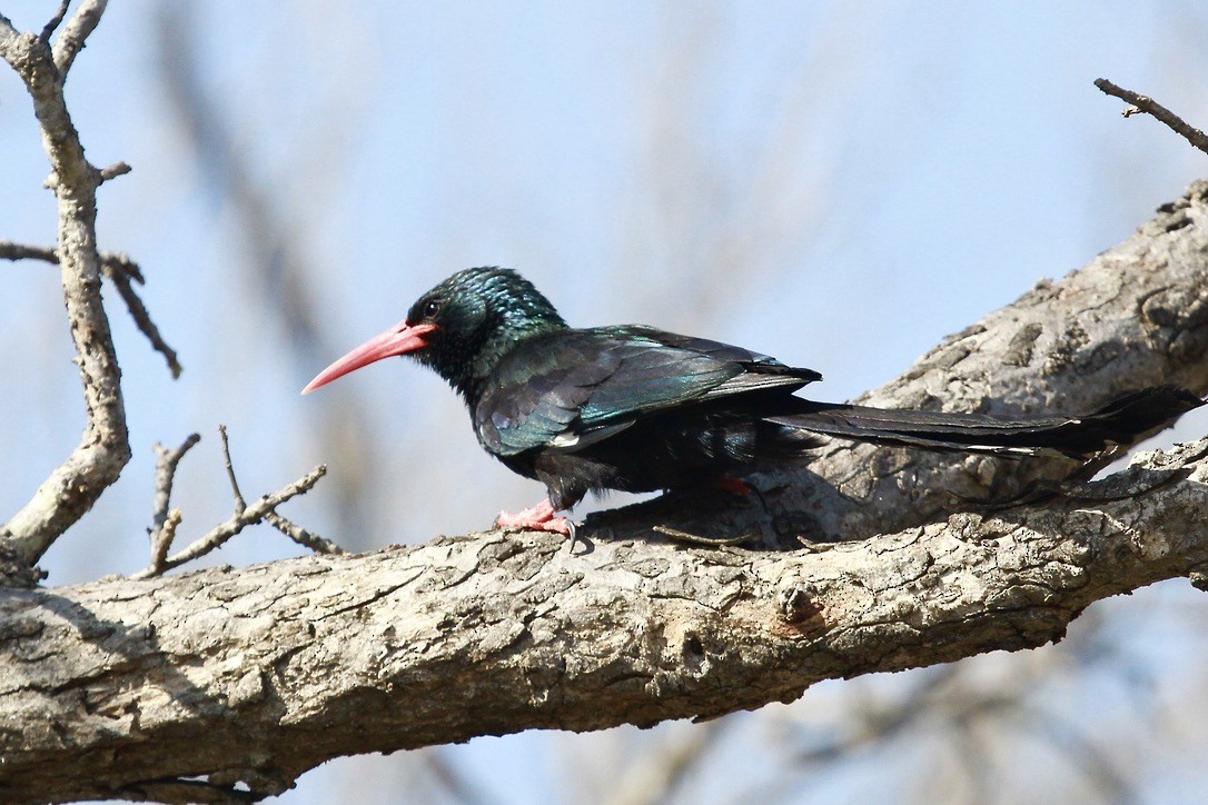 Слотняк пурпуровий - ML644203748