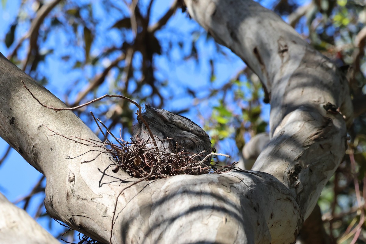 Tawny Frogmouth - ML644203749