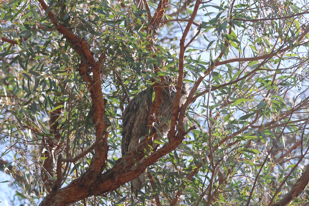 Tawny Frogmouth - ML644203750