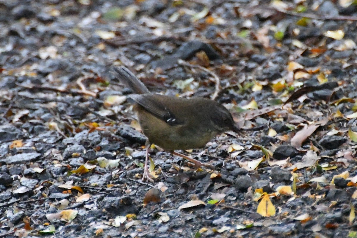White-browed Scrubwren - ML644203751