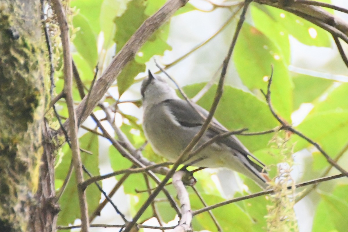 Golden Whistler - ML644203758