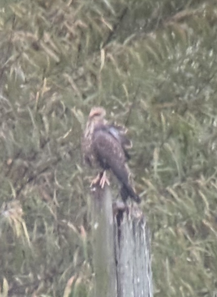 Snail Kite - ML644203762