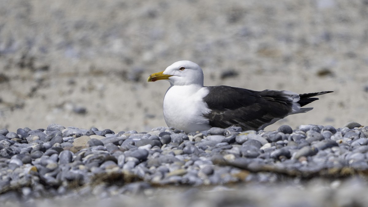 Lesser Black-backed Gull - ML644203770