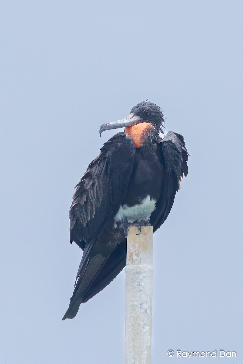 Christmas Island Frigatebird - ML644203777