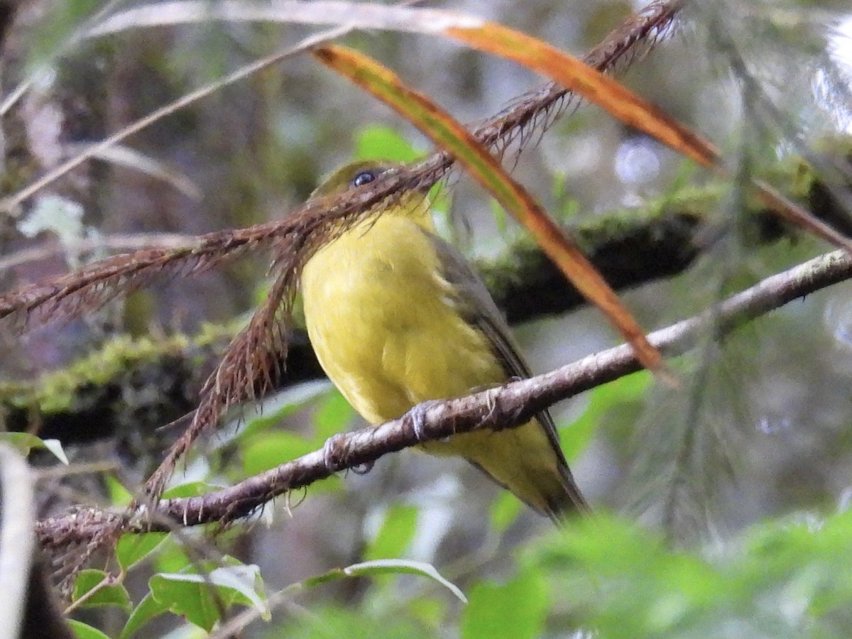 Bornean Whistler - ML644203782