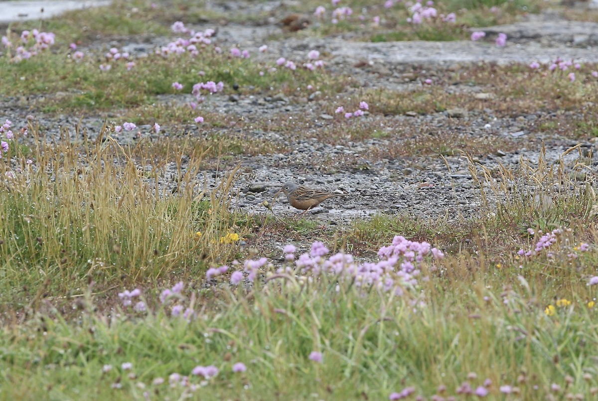 Овсянка Крешмара - ML644203796