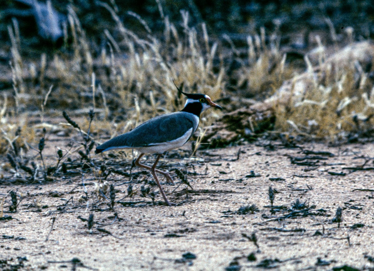 svarttoppvipe - ML644203801