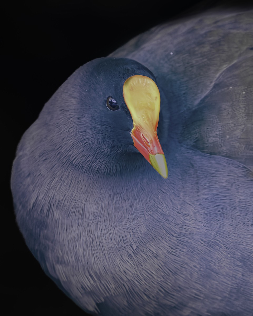 Gallinule sombre - ML644203868