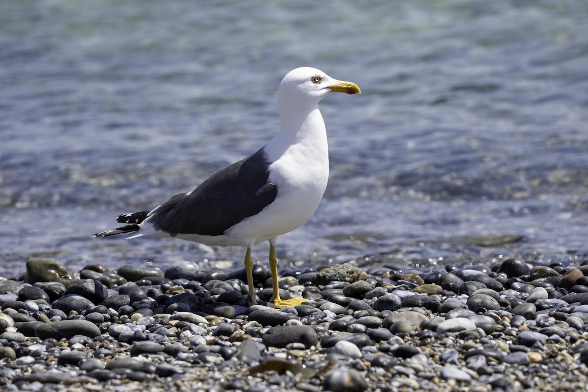 Lesser Black-backed Gull - ML644203870