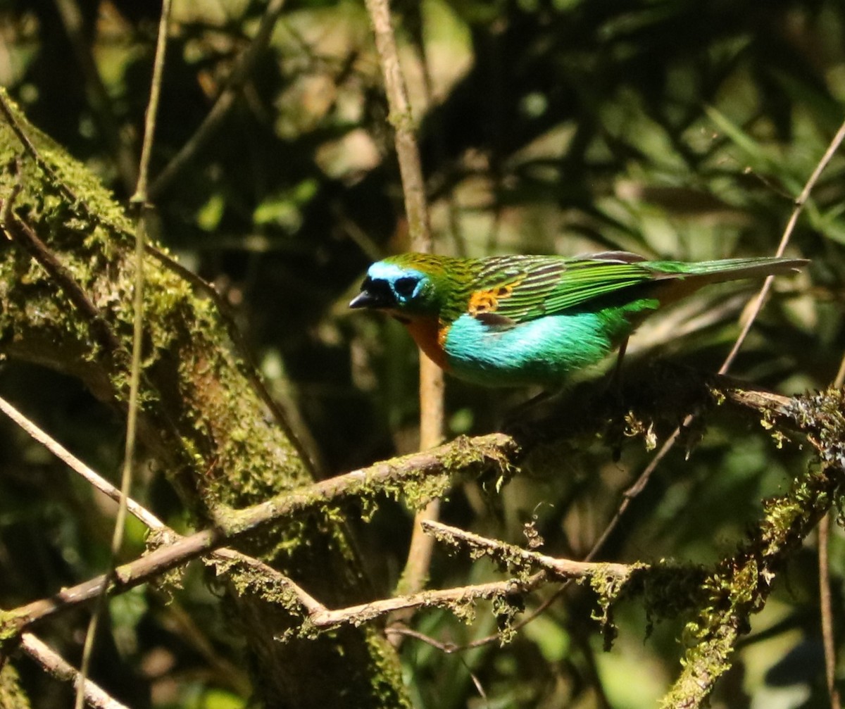 Tangara de Desmarest - ML644203873