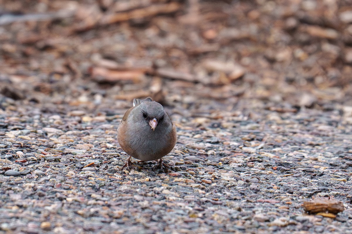 ユキヒメドリ（mearnsi） - ML644203878