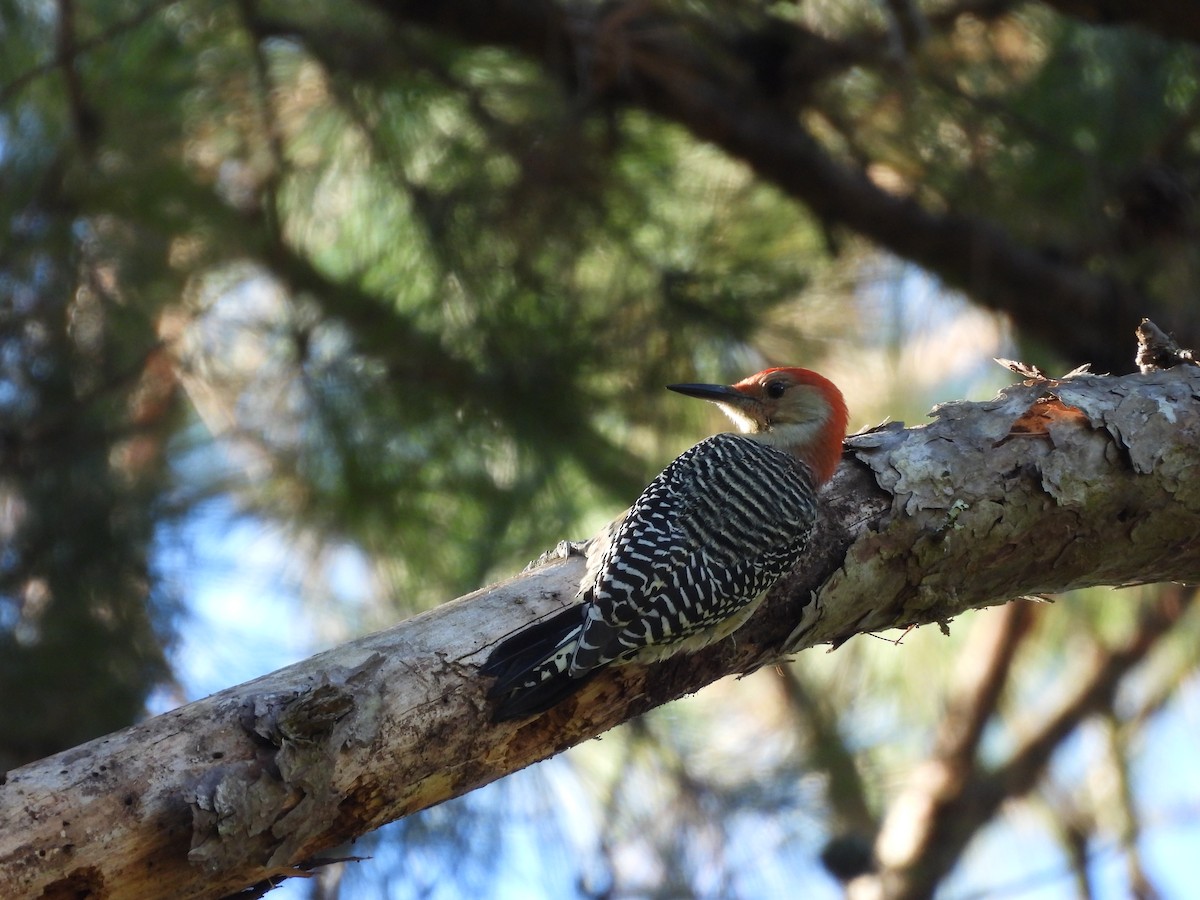 Red-bellied Woodpecker - ML644203880