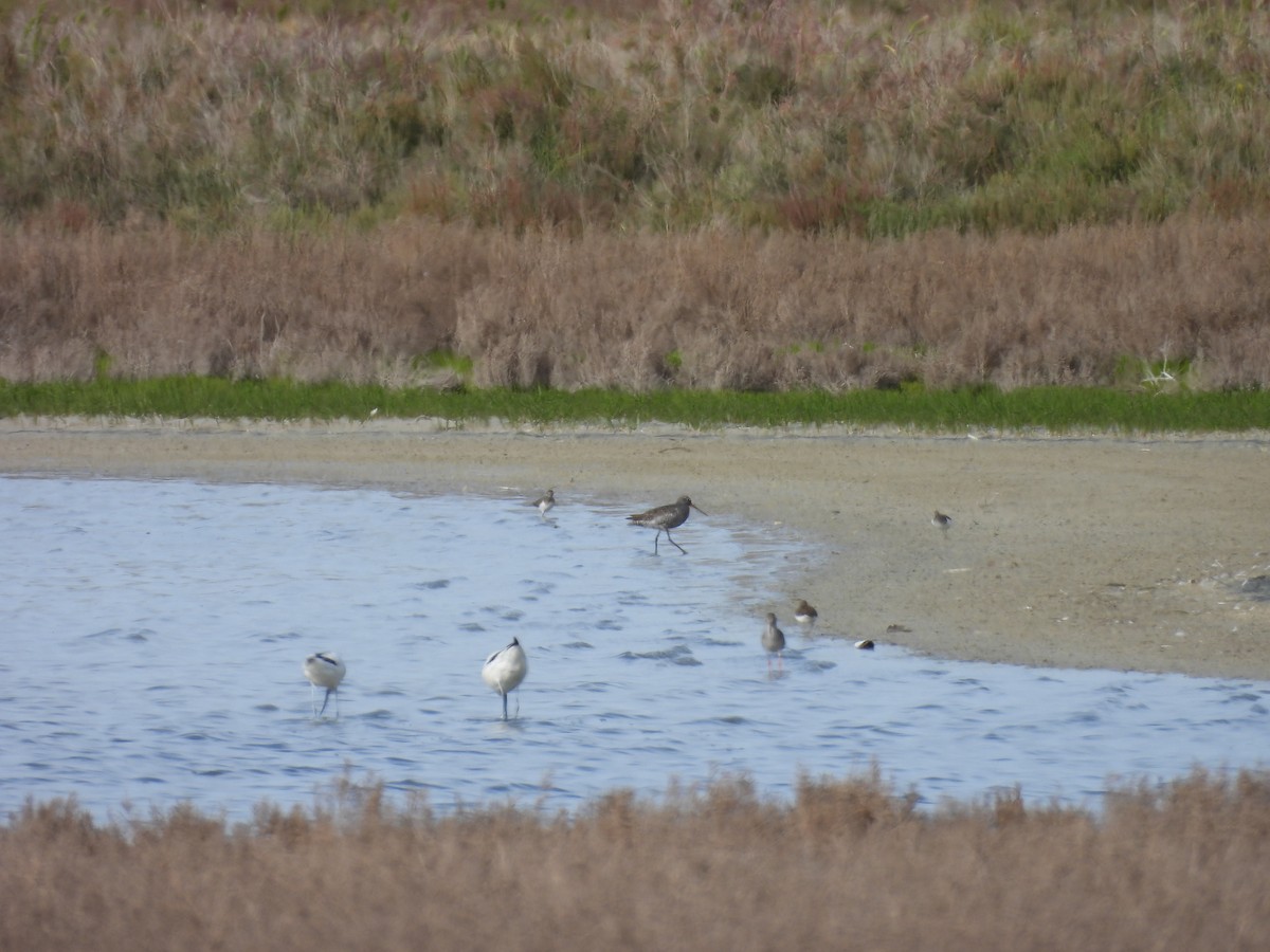 Spotted Redshank - ML644203882