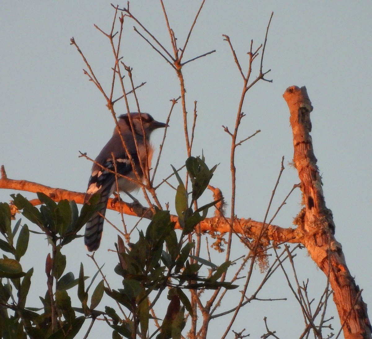 Blue Jay - ML644203892